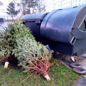 Vianočné stromčeky pri zberných nádobách